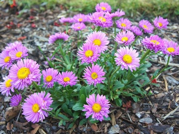 Aster alpejski HAPPY END - sadzonki