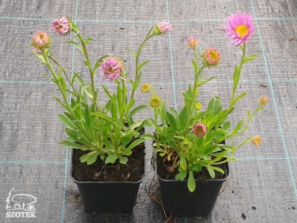 Aster alpejski HAPPY END - sadzonki P9
