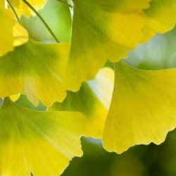 Miłorząb dwuklapowy - sadzonki