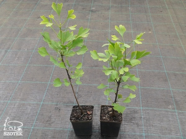 Miłorząb dwuklapowy - sadzonki P9