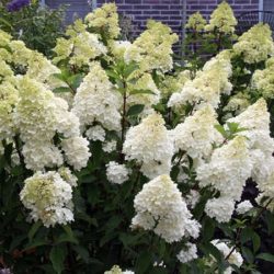 Hortensja bukietowa PHANTOM - sadzonki