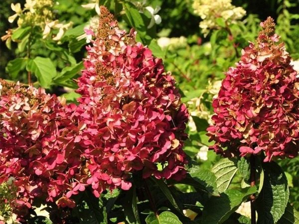 Hortensja bukietowa WIM'S REDS - sadzonki