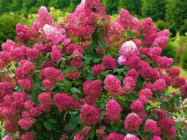 Hortensja bukietowa WIM'S REDS - sadzonki