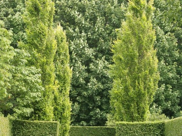 Buk pospolity DAVYCK GOLD - sadzonki