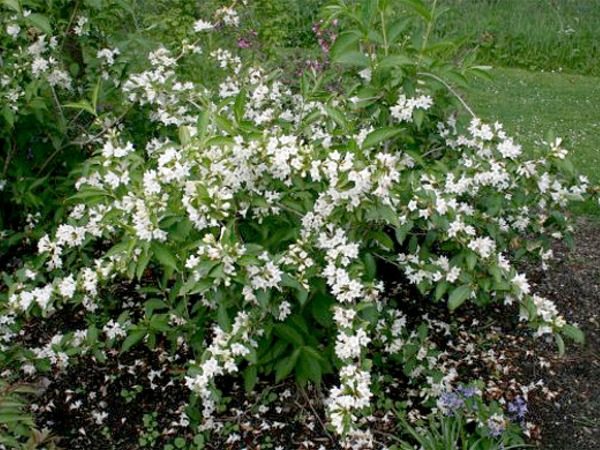 Krzewuszka cudowna CANDIDA - sadzonki