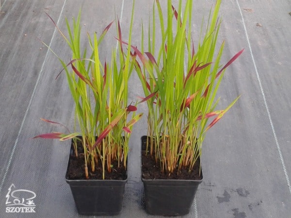 Imperata cylindryczna RED BARON - sadzonki w doniczkach P11