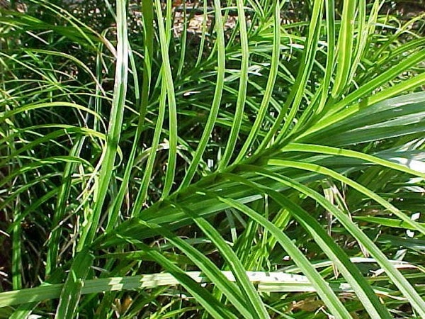 T027-turzyca-muskegonska-5 Turzyca muskegońska