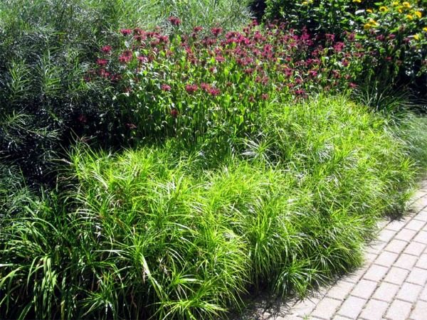 Turzyca muskegońska LITTLE MIDGE - obrazek 5