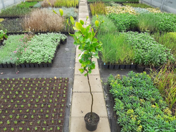 Buk pospolity DAWYCK GOLD - sadzonki w doniczkach C3