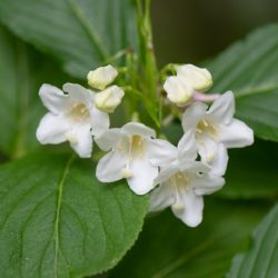 Krzewuszka cudowna CANDIDA - sadzonki