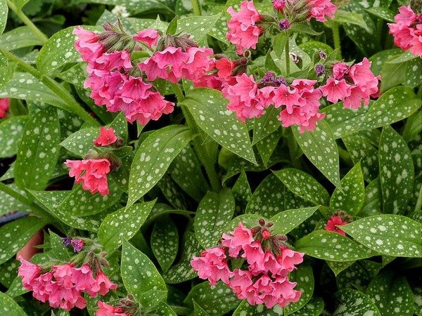 miodunka-shrimps-on-the-barbie-sadzonki-4 Miodunka plamista SHRIMPS ON THE BARBIE - sadzonki