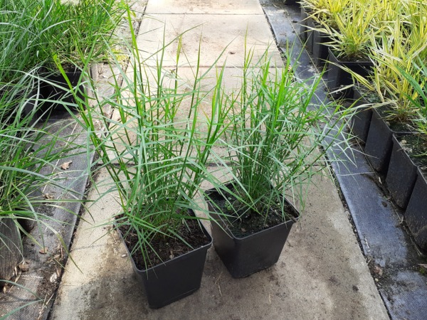 turzyca-muskegonska-little-midge-sadzonki-p11 Turzyca muskegońska LITTLE MIDGE - sadzonki w doniczkach P11