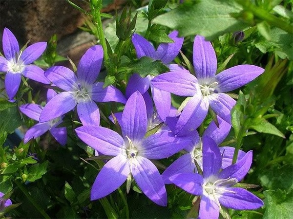 B079-dzwonek-poszarskiego-4 Dzwonek Poszarskiego - sadzonki