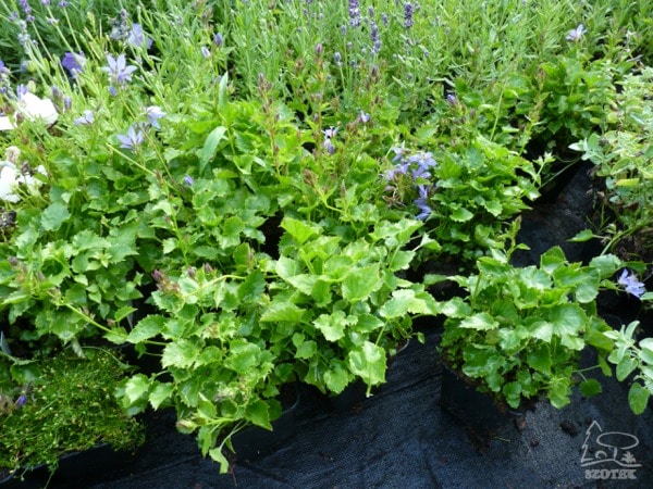 dzwonek-poszarskiego-sadzonki-P9 Dzwonek Poszarskiego - sadzonki P9