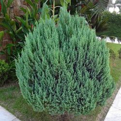 Jałowiec chiński STRICTA - sadzonki