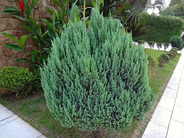 I079-jalowiec-chinski-stricta-10 Jałowiec chiński STRICTA - sadzonki