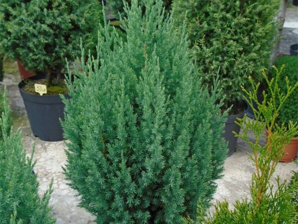 Jałowiec chiński STRICTA - sadzonki