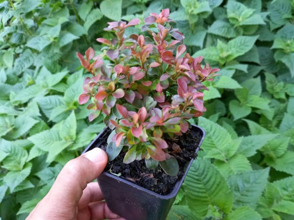 L122-berberys-thunberga-bagatelle-p9-1 Berberys thunberga BAGATELLE - sadzonki P9