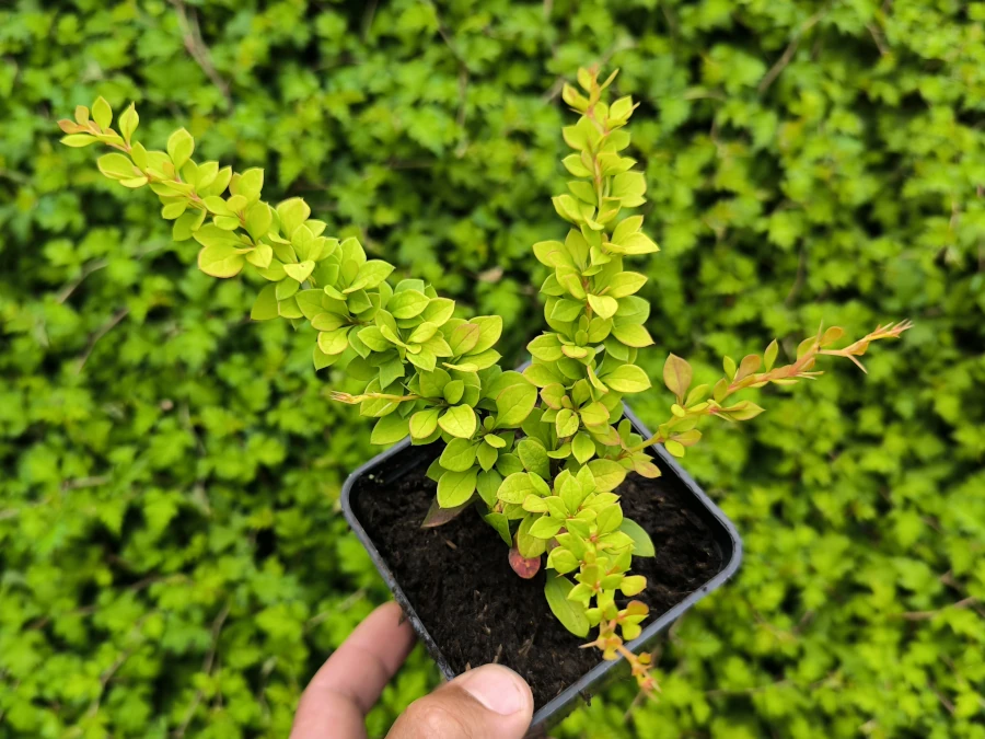 berberys-thunberga-sunsation-sadzonki-p9 Berberys thunberga SUNSATION - sadzonki w doniczkach P9