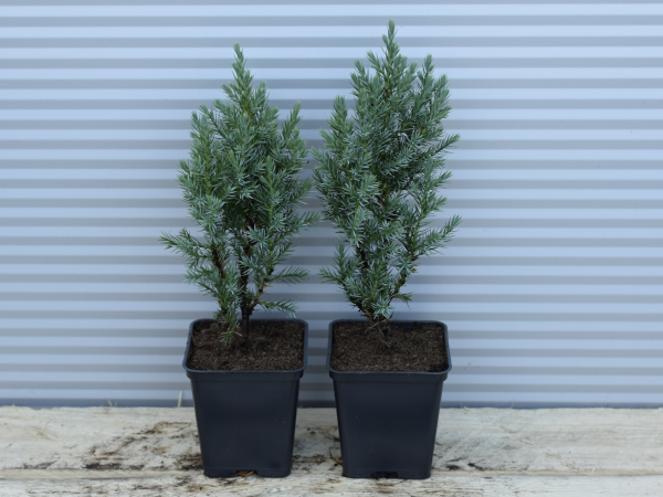 jalowiec-chinski-stricta-p9 Jałowiec chiński STRICTA - sadzonki w doniczkach P9