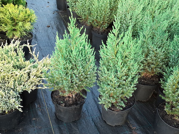 jalowiec-chinski-stricta-sadzonki-c3 Jałowiec chiński STRICTA - sadzonki w doniczkach C3