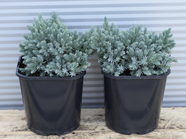 Jałowiec łuskowaty BLUE STAR - sadzonki w doniczkach C3