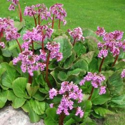 Bergenia sercowata