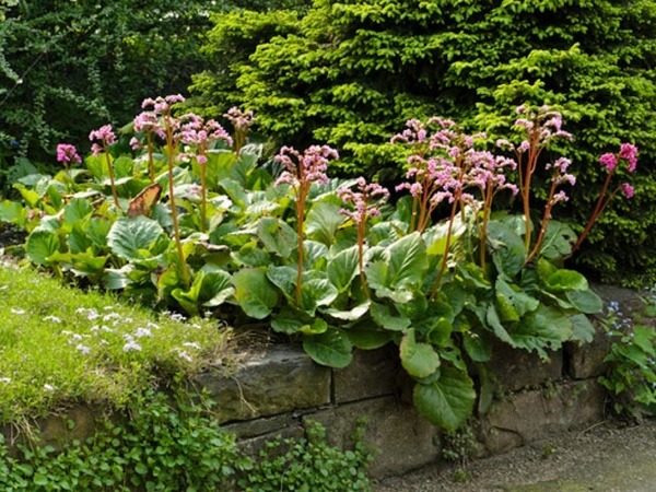 Bergenia sercowata