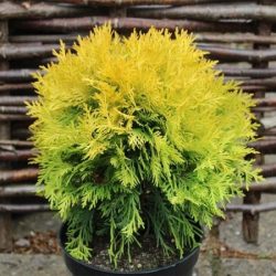 Żywotnik zachodni AMBER GLOW - sadzonki