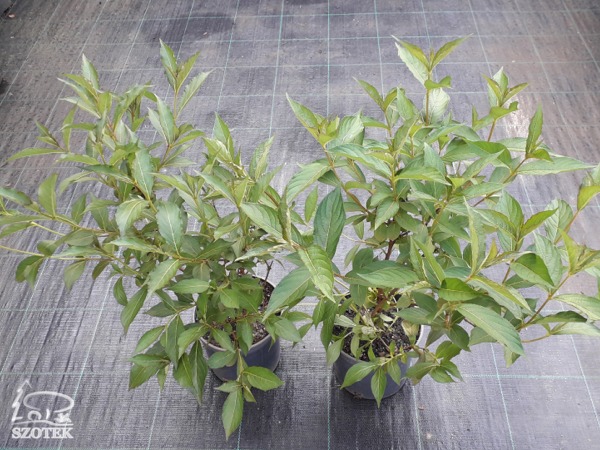 krzewuszka cudowna splendid