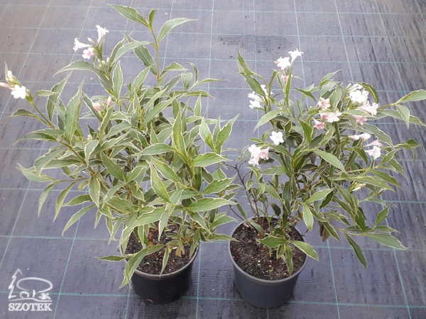 krzewuszka cudowna splendid