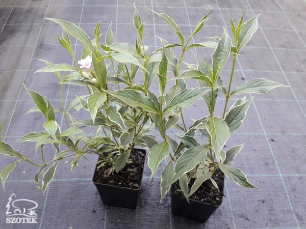 Krzewuszka cudowna SPLENDID