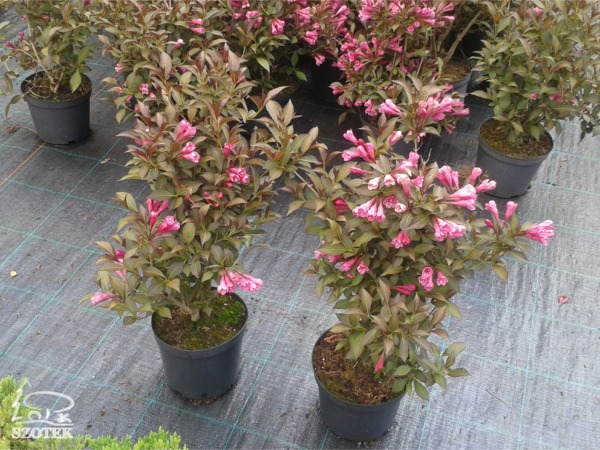 Krzewuszka cudowna VICTORIA - sadzonki C2