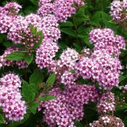 Tawuła japońska LITTLE PRINCESS - sadzonki