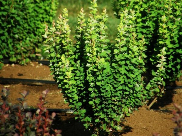 Berberys thunberga ERECTA
