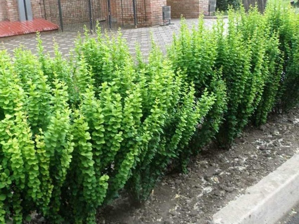 L145-berberys-thunberga-erecta-3 Berberys thunberga ERECTA