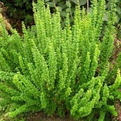 Berberys thunberga ERECTA