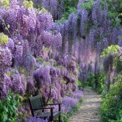 Wisteria chińska