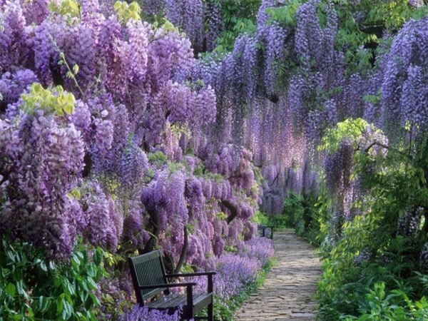 Wisteria chińska