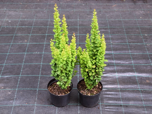 Berberys thunberga ERECTA - sadzonki C2