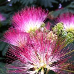 Albicja jedwabista - sadzonki