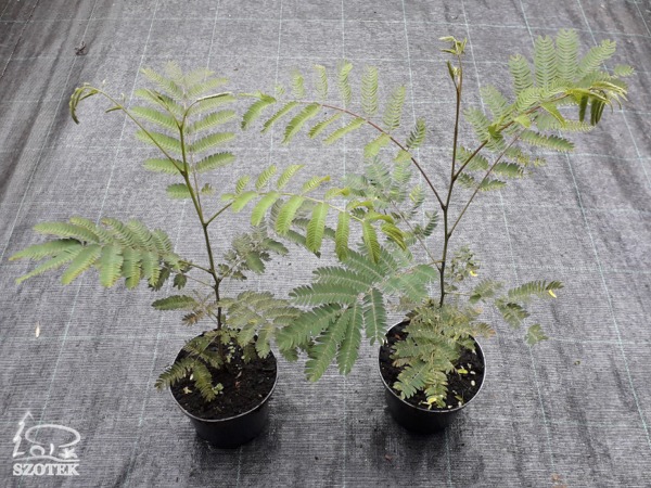 L146C15-albicja-jedwabista Albicja jedwabista