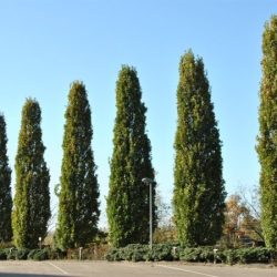 Dąb szypułkowy FASTIGIATE KOSTER - sadzonki