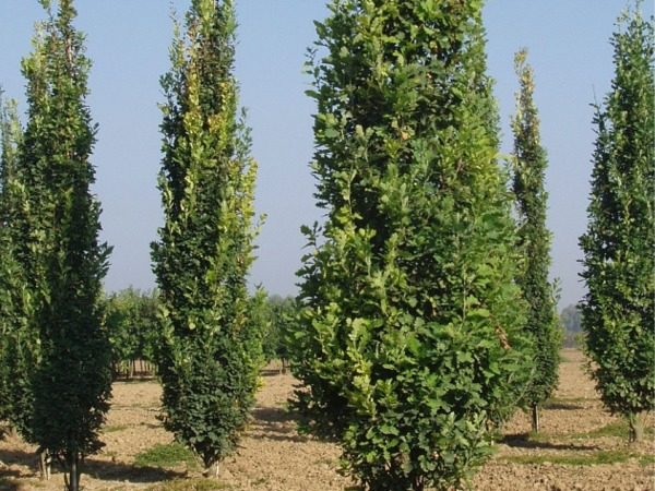 Dąb szypułkowy FASTIGIATE KOSTER - sadzonki