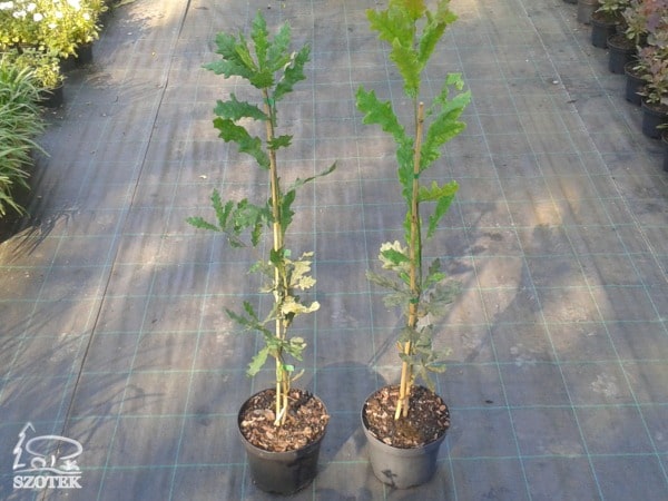 Dąb szypułkowy FASTIGIATE KOSTER - sadzonki C3