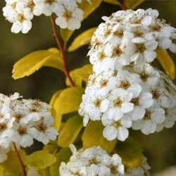 Tawuła van Houtte'a GOLD FOUNTAIN - sadzonki