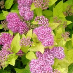 Tawuła japońska GOLDEN PRINCESS - sadzonki