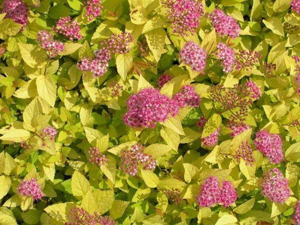 Tawuła japońska GOLDEN PRINCESS - sadzonki