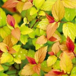 Tawuła japońska GOLDFLAME - sadzonki