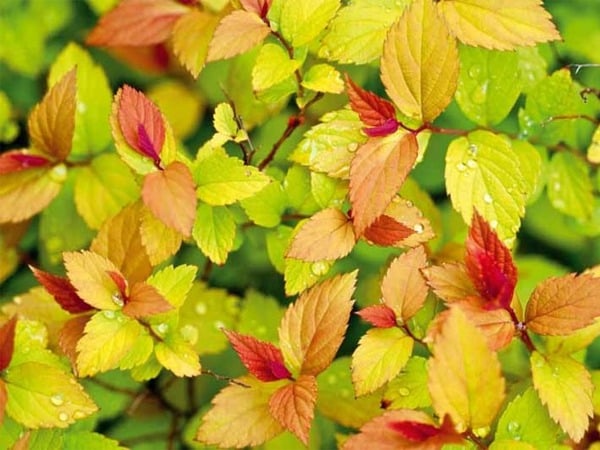 L150-tawula-japonska-goldflame-6 Tawuła japońska GOLDFLAME - sadzonki